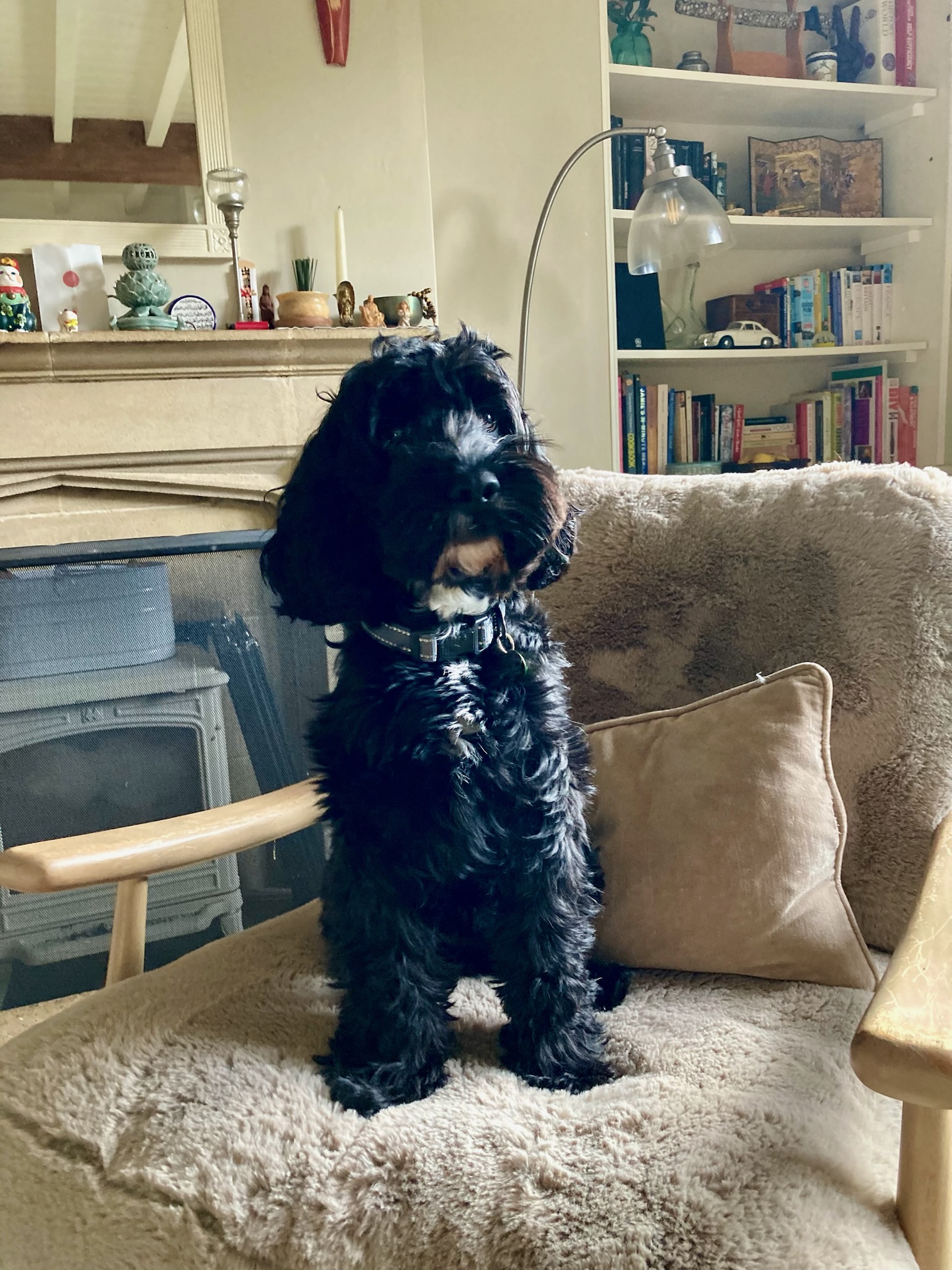 Dog posing on an armchair