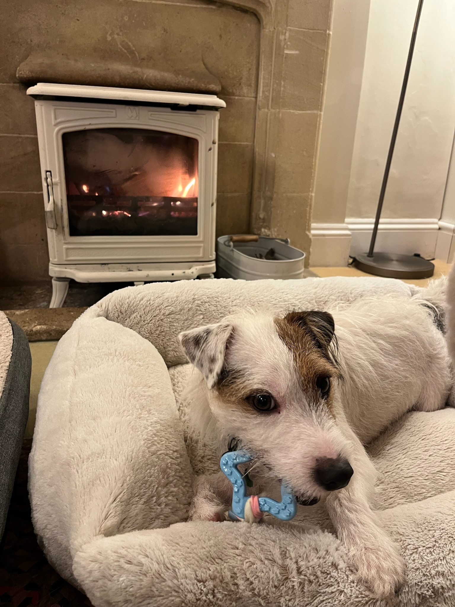 Dogs relaxing in front of a wood stove