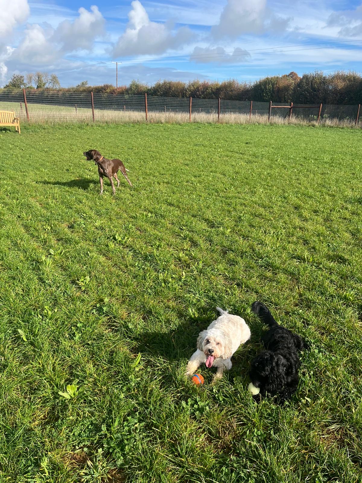 Dogs enjoying time in the secure field