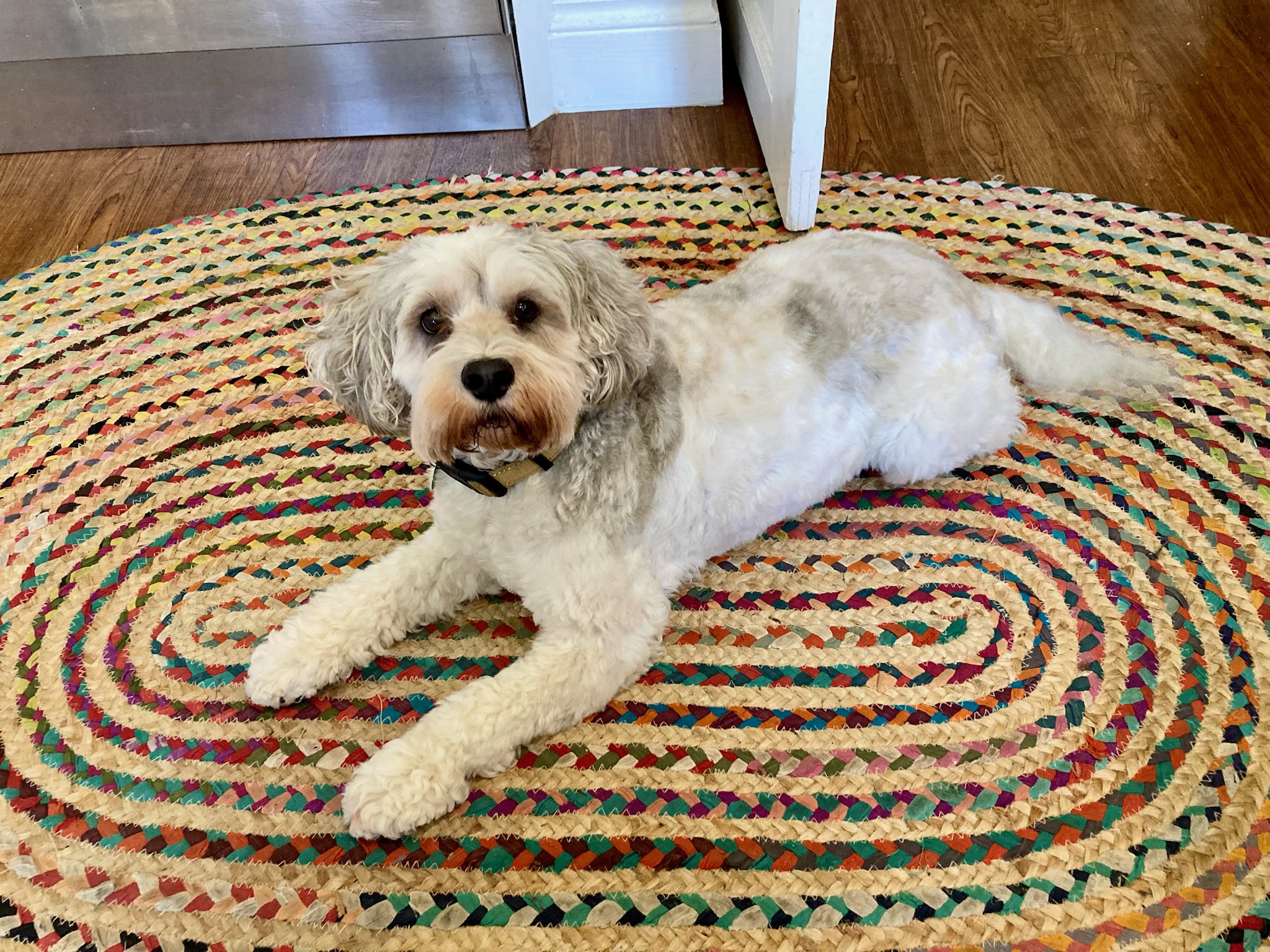 Dog relaxing indoors during home boarding at Wychwood Dogs