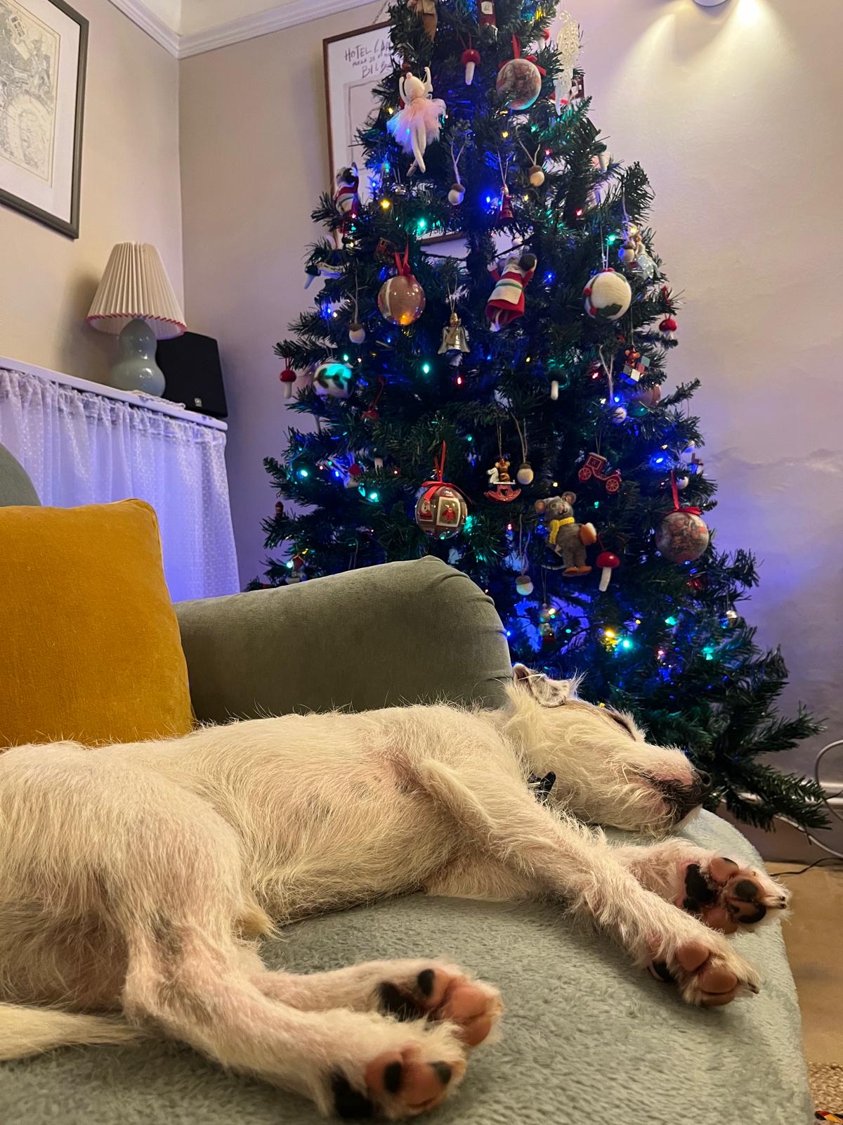 Dog relaxing indoors on a cozy sofa